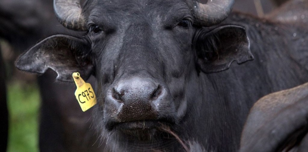 Luego de 37 años, Alemania presentó un rebrote de fiebre aftosa 