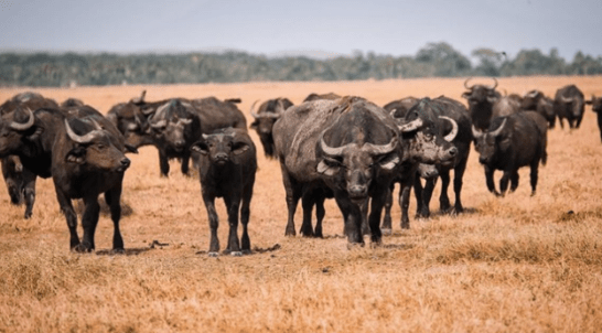 Rebrote de fiebre aftosa: Reino Unido prohíbe la importación de ganado&nbsp;alemán