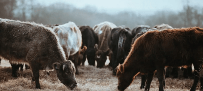 Perú suspendió la importación de productos ganaderos ante el brote de fiebre aftosa en&nbsp;Alemania