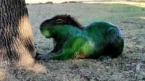 Alarma por cianobacterias en el agua en Entre Ríos: aparecen carpinchos&nbsp;verdes